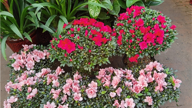 火紅年宵花，美麗過(guò)新年