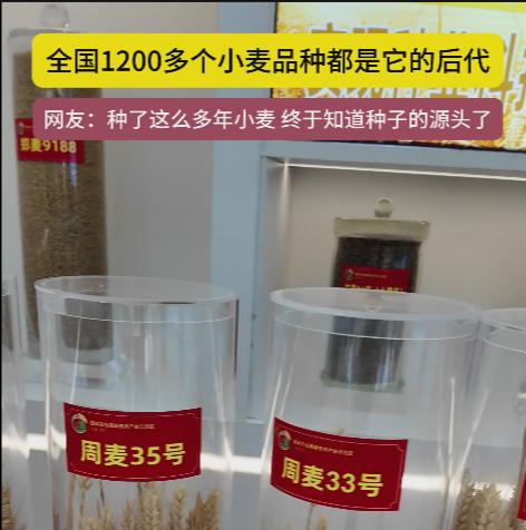 周口國(guó)家農(nóng)高區(qū)展示的種子資源，全國(guó)1200多個(gè)小麥品種都是它的后代!